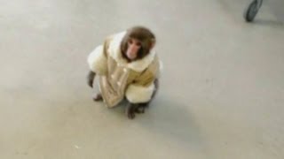 Monkey in a coat spotted at Ikea Toronto [upl. by Cynthea270]