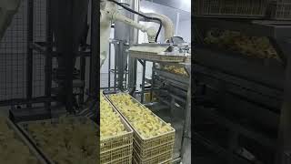 Chick hatchery robotic automation [upl. by Alejandro548]