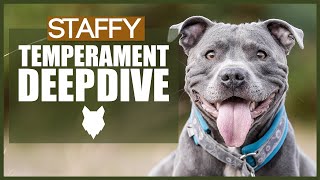 STAFFORDSHIRE BULL TERRIER TEMPERAMENT DEEPDIVE [upl. by Cassil253]