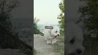 Why Do Dogs Chase Their Tails pets dogs trendingshorts 2024 funny funnydogs shortsfeed [upl. by Ttiwed]