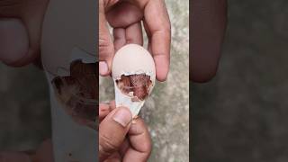 Opening egg to save stuck baby chick birds [upl. by Enidlarej643]