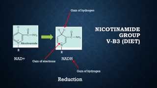 Metabolism NAD NADH  Biochemistry [upl. by Llerret]