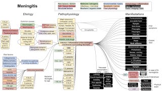 Meningitis mechanism of disease [upl. by Maretz273]