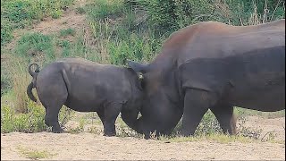 Rhinoceros Poops Himself When Big Rhino Come To Play  Kruger Park Sightings [upl. by Novyat]