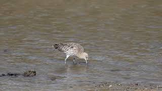 Curlew [upl. by Ragland]