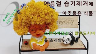 습기잡아먹는 식물 여름철 습기제거식물습기제거방법여름철 습기때문에 힘드시죠 습기많은집 강력추천안양꽃집 꽃이있는풍경안양꽃배달예쁜꽃집 [upl. by Emyaj]