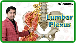 Lumbar Plexus Anatomy Animation  Origi Branches and innervation  USMLE Review [upl. by Rondon]