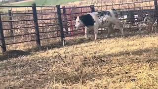 ShorthornSimmental yearling heifer [upl. by Kirst]