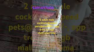 Cocktail birds buysellexchange opp mgb malltata croma 9491497606 birds petsmartpetmart bird [upl. by Lahsiv]