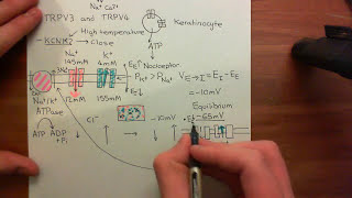 Physiology of Pain Sensation Part 8 [upl. by Maitund128]