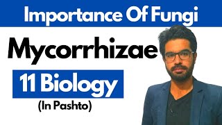 Mycorrhizae  Chapter 07  Class 1st year Biology [upl. by Mulford]