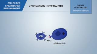 Zytotoxische TLymphozyten [upl. by Derzon261]