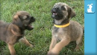 Bouncing Border Terrier Puppies Have The MOST Energy  Puppy Love [upl. by Zantos]