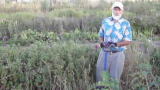 stinging nettle as a farm crop  permaculture [upl. by Eidson363]