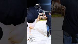 1200 kg Holstein Friesian bull dwarfing his handler [upl. by Atniuq373]