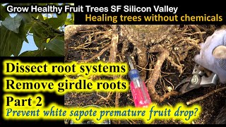 Exposing Root Flares on 14yrs old White Sapote amp Girdle Roots Part 22 Feb212024 [upl. by Nimesay]