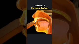 Human digestive System How it works 3danimation [upl. by Asteria]