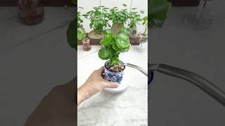 How to growing plants flowers in cup garden so beautiful shorts shortvideo diy beautiful [upl. by Adnaloj]