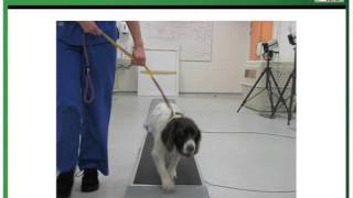 Introduction to Canine Lameness [upl. by Laundes]