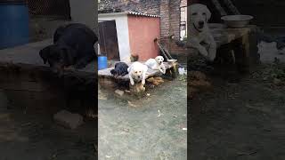 Labour dog Viral video Youtubeshort short video viral video funny video 😂 [upl. by Ahsiema]