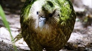 Kakapo Flightless Parrot  Benedict Cumberbatch  BBC Earth [upl. by Acirem]