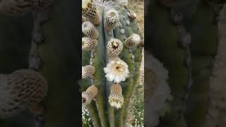 Pachycereus Pringlei Cardon flowers blooming [upl. by Aplihs]