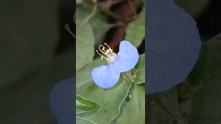 Commelina benghalensis Camera Action  TO BE CONTINUED [upl. by Kennet]