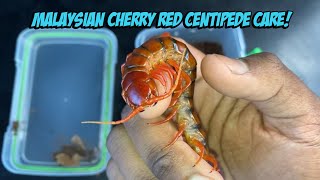 Malaysian Cherry Red Centipede Care Info Enclosure Setup And Feeding [upl. by Gasser]