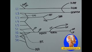 Draw the Lumbosacral Plexus Full Video [upl. by Saxet]