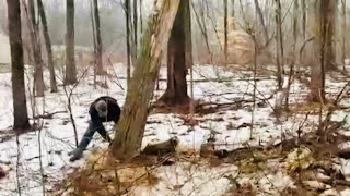 How to fell poplar tree stub without hitting power lines [upl. by Assiruam]