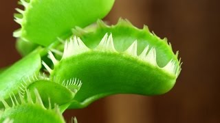 Dionaea muscipula Triton Venus Flytrap [upl. by Warchaw]