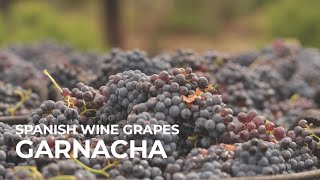 Spanish Wine Grapes Garnacha [upl. by Sale57]