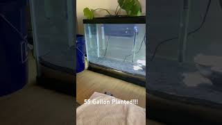 55 Gallon Planted aquariumfish walstad aquascape [upl. by Hekker883]