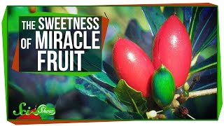 Miracle Fruit How to Trick Your Taste Buds [upl. by Calise808]