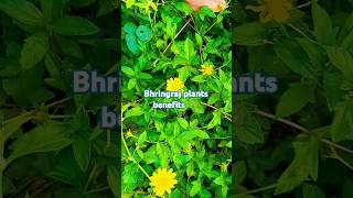 Bhringraj benefits ☘️😍 benefits trending benefits shorts hair subscribe 🙏 [upl. by Airetak]