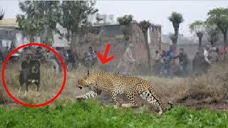 Himalayan mastiff destroys a leopard [upl. by Schertz]