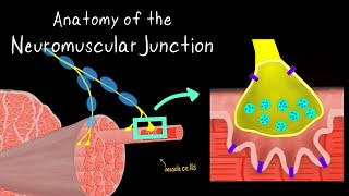 Anatomy of the Neuromuscular Junction [upl. by Malcah]