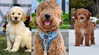 Goldendoodle  Funny and Cute dog video compilation in 2022 [upl. by Barrett]