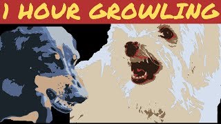 Dogs growling for 1 hour [upl. by Akcirre]