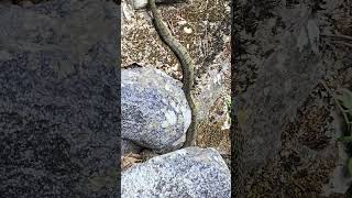 유혈목이무서운 녀석을 쫓아가서 찍은 내가 이상한가😅😅 유혈목이 뱀 Rhabdophis tigrinus snake ヤマカガシ へび 독사 [upl. by Talie]