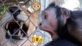 Monkey SLAPS Giant Liliger [upl. by Edmon]