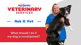 Dog Constipation Signs Remedies and When to See a Vet DogConstipation PetSmartVet PetCare [upl. by Renner269]