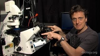 Microscopy Adjusting the Eyepiece and Camera Nico Stuurman [upl. by Okun334]