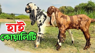 হাই কোয়ালিটি খাসির বাচ্চার দাম জানুন Goat Price [upl. by Brookes]