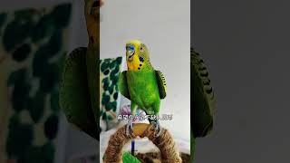 Original works Parrot singing DOU popular Creative inspiration assistant [upl. by Alegnat]