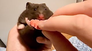 Hamster Mayaa enjoys treats 🤤 [upl. by Etezzil]