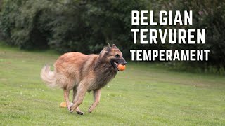 Belgian Tervuren Temperament [upl. by Giorgio]