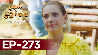 ShajareMamnu  Episode 273  Turkish Drama  Forbidden Fruit  Urdu Dubbing  27 December 2021 [upl. by Jit]