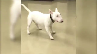 Bull Terrier Excited to See Owner [upl. by Ynots301]