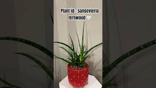 Plant in feature is sansevieria fernwood sansevieria plants plantlove garden gardening short [upl. by Eart]